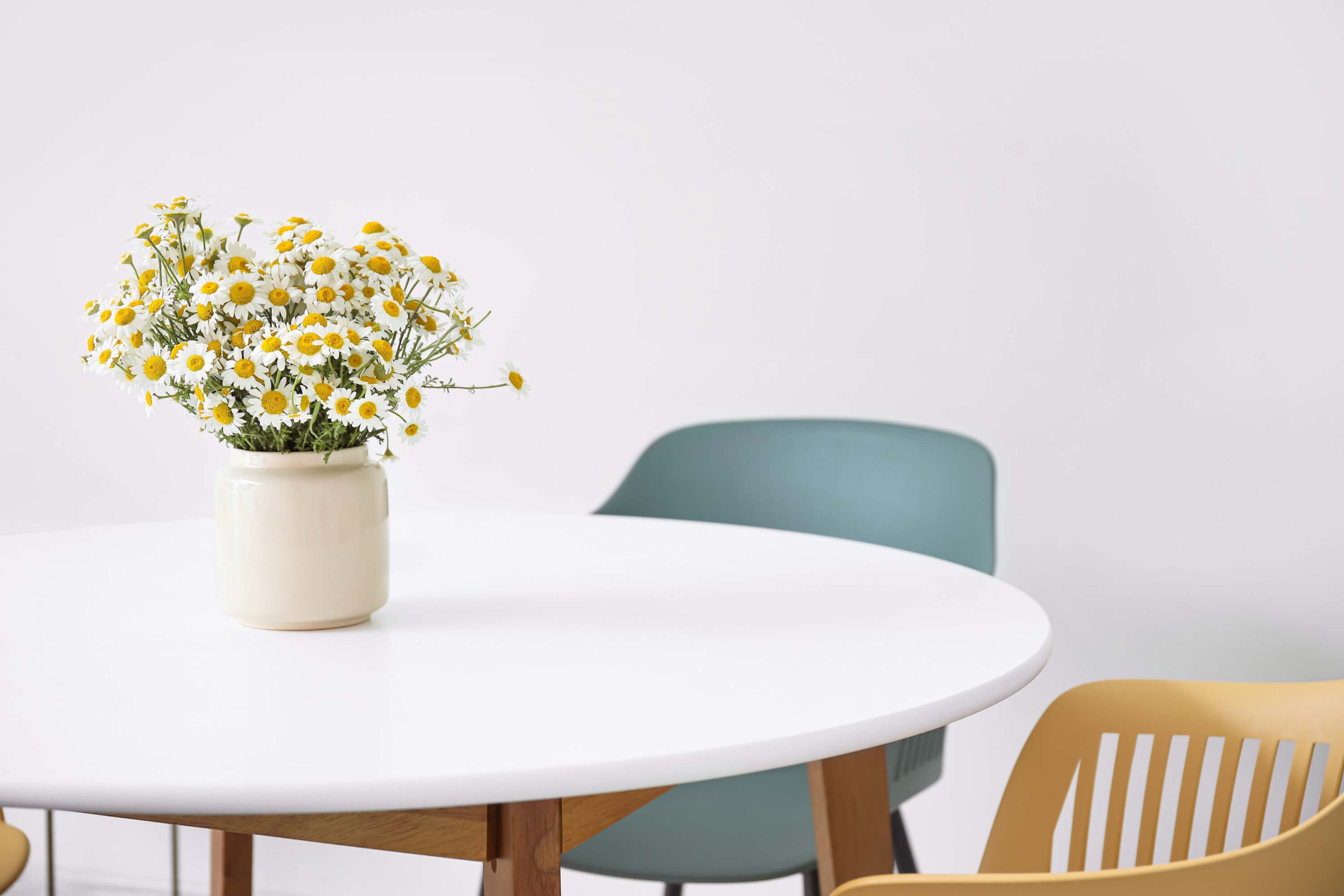 white flowers in a small pot on a white table, bring good luck